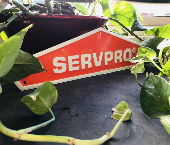 a SERVPRO sign with a plant surrounding it