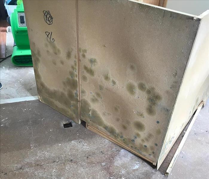 Green mold growth on the back of pulled out kitchen cabinets.