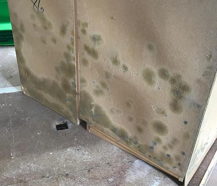 Mold infestation on back of kitchen counters.