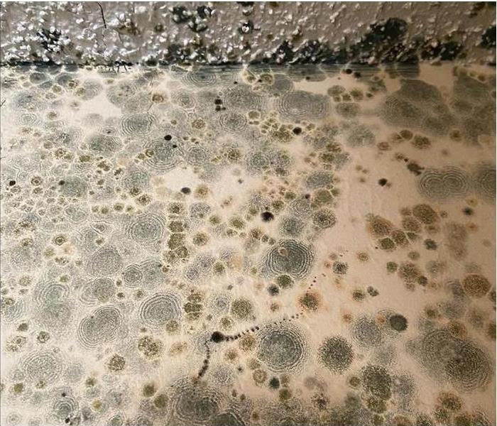 black mold on a surface of a home